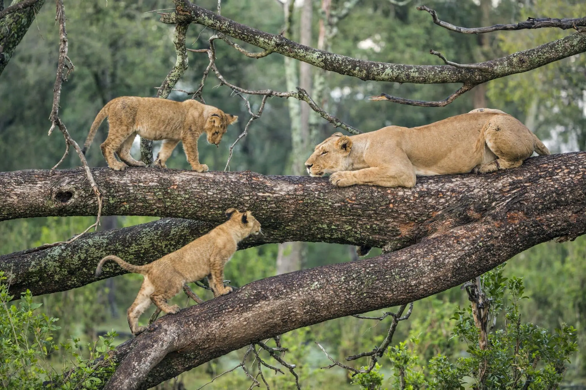 Serengeti